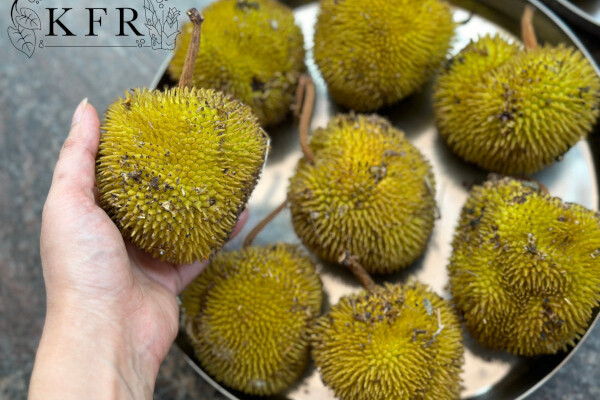 Wild Jack Pickling (Pasponos Mitta Ghalche)